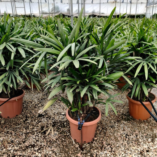 Bamboepalm (Rhapis excelsa)